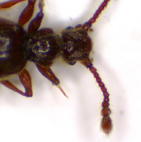 Réf. 354 334 : Batrisodes sp.
